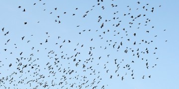 Schiphol test nieuwe lasermethode voor verjagen vogels