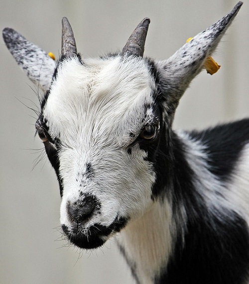 A picture of a goat