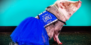 Schwein gehabt! LiLou das Minischwein hilft Passagieren gegen ihre Flugangst