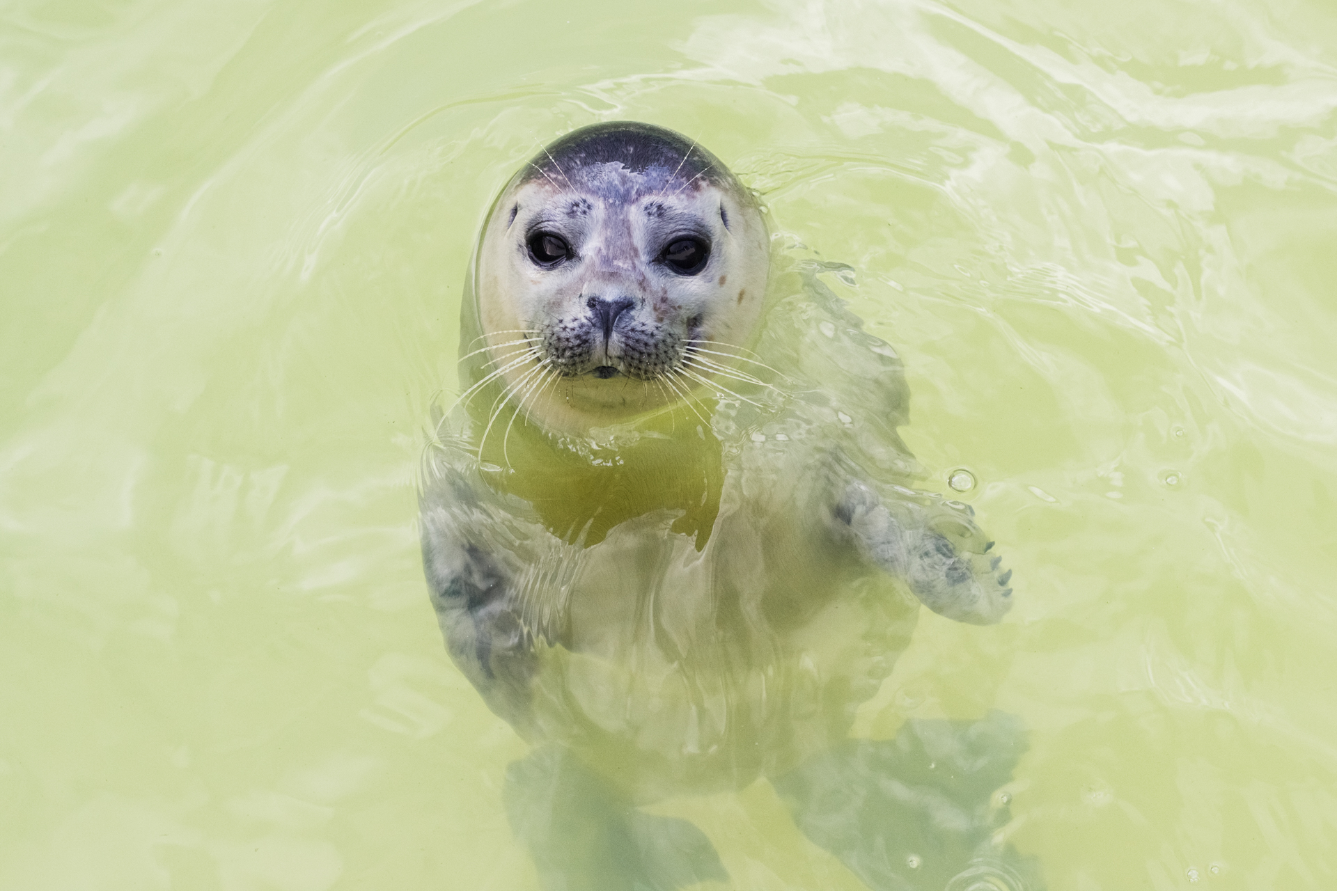 Cachorro de foca en Ecomare